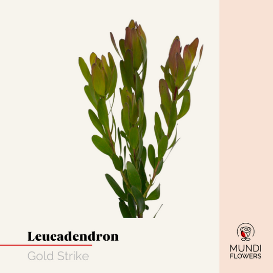 Leucadendro