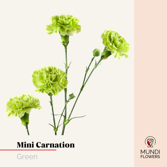 Minicarnations