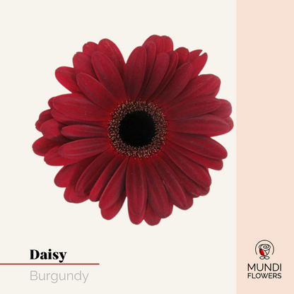 Daisy