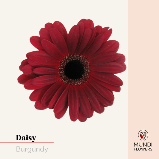 Daisy