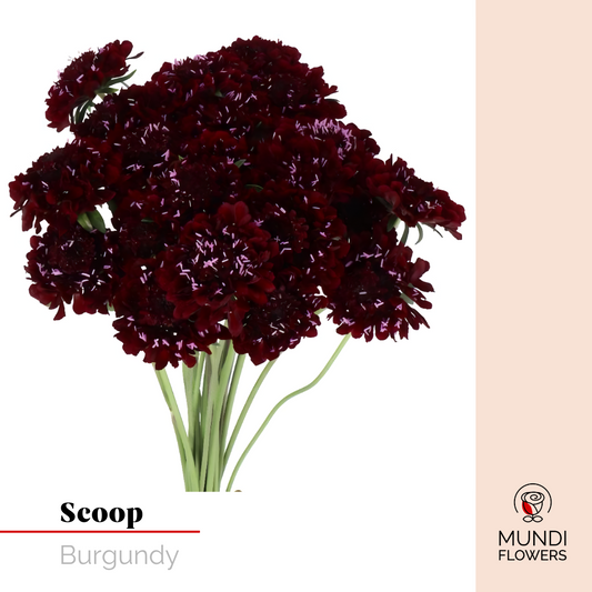 Scoops