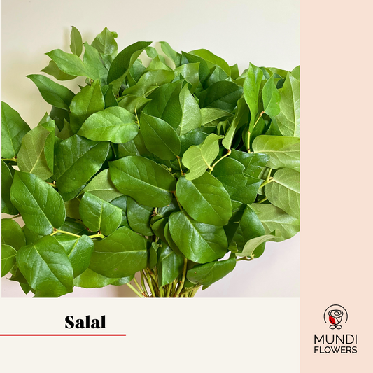 Salal Std
