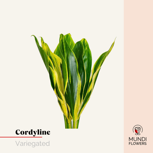 Cordellini Medium