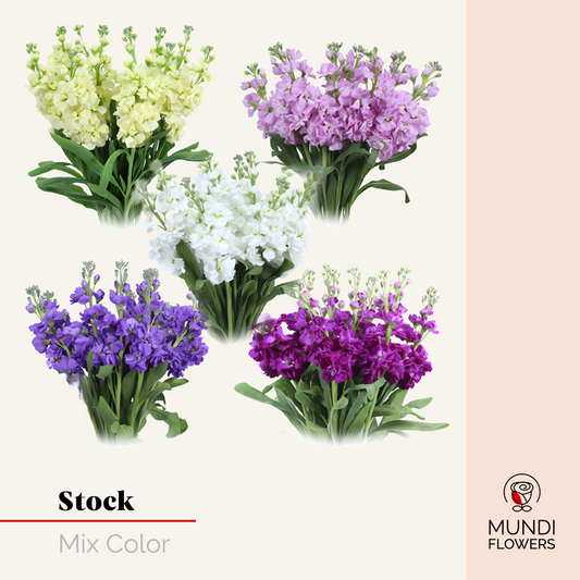 Stock