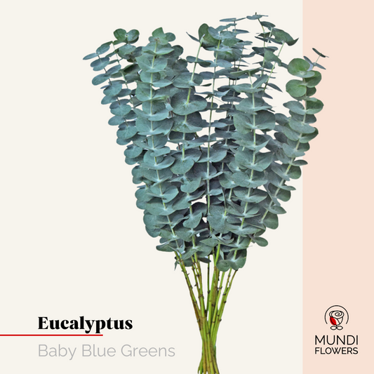 Eucalyptus Baby Blue