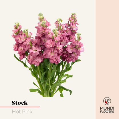 Stock