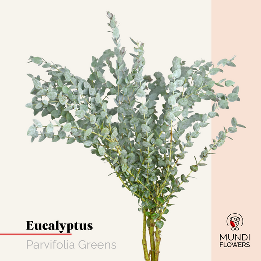 Eucalyptus Parvofolia