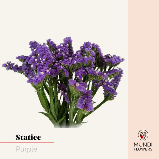 Statice