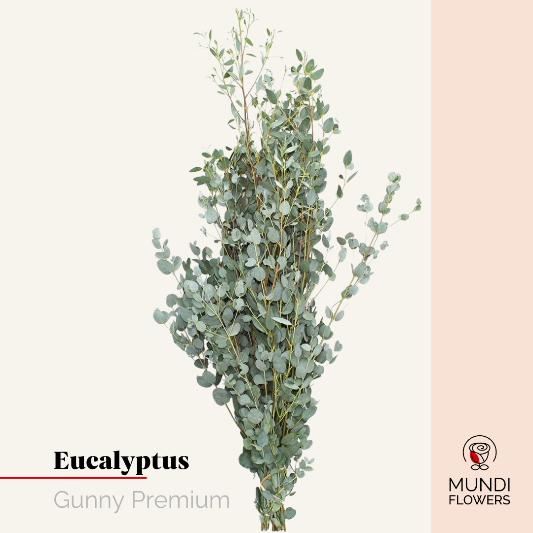 Eucalyptus Gunny Premium