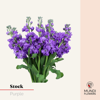 Stock