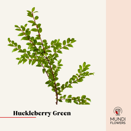 Huckleberry Green
