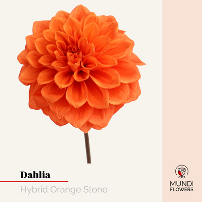 Dahlia