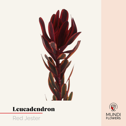 Leucadendro