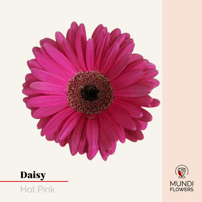 Daisy