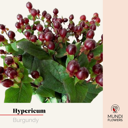 Hypericum