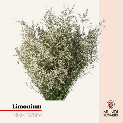 Limonium