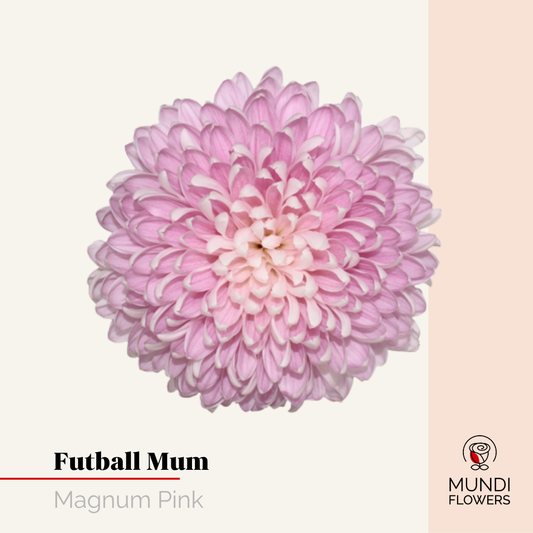 Futball Mum