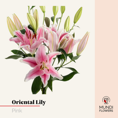 Oriental Lilie