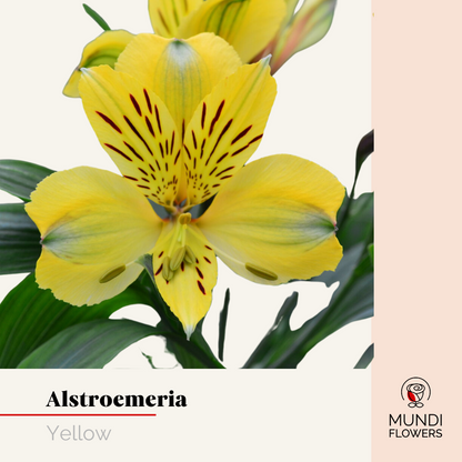 Alstroemeria Select
