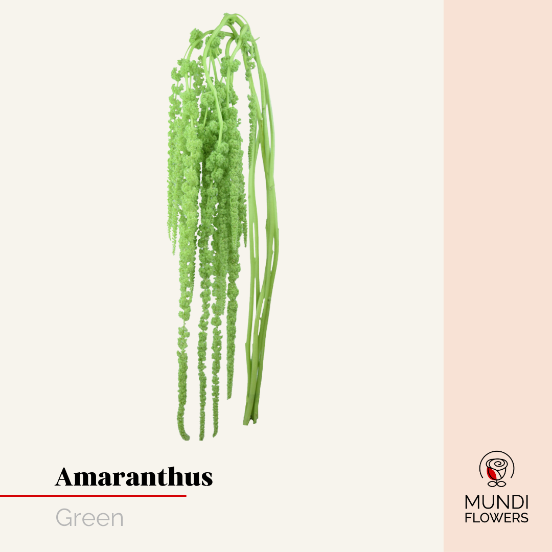 Amaranthus