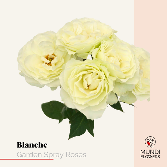 Garden Spray Roses