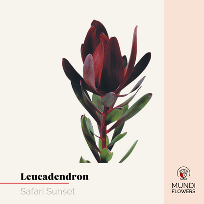 Leucadendro