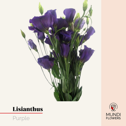 Lisianthus