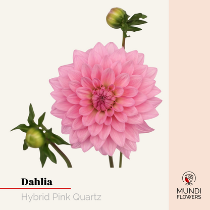 Dahlia