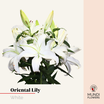 Oriental Lilie