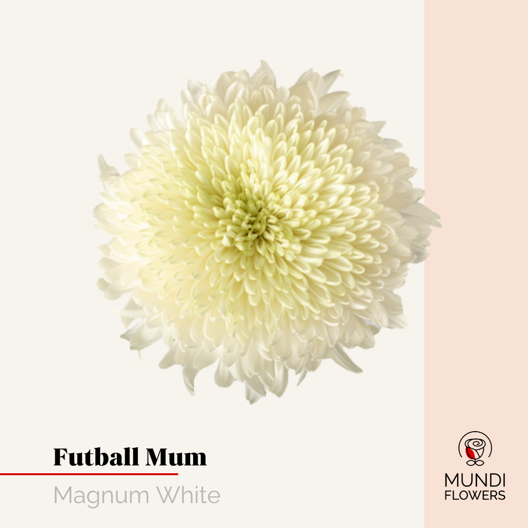 Futball Mum