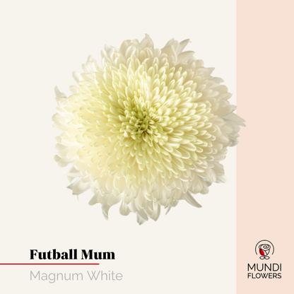 Futball Mum