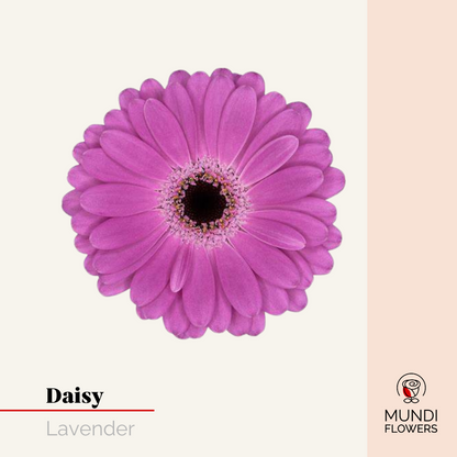 Daisy