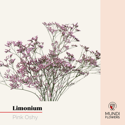 Limonium