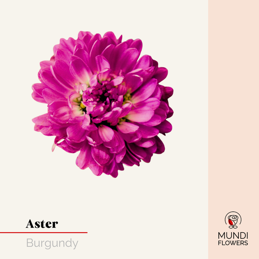 Aster