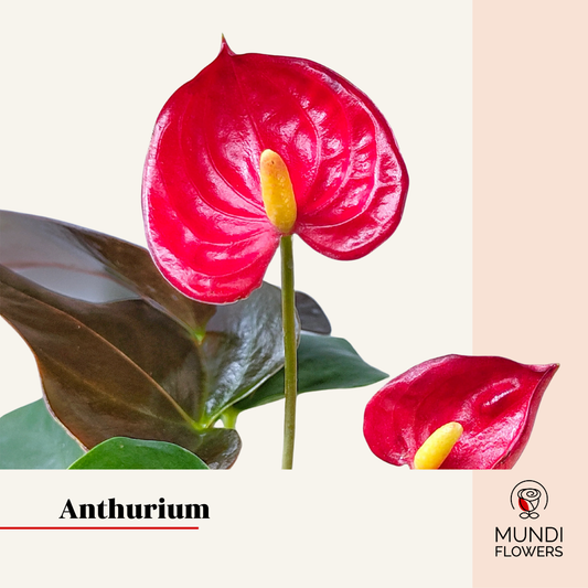 Anthurium