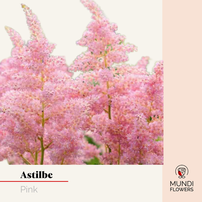 Astilbe