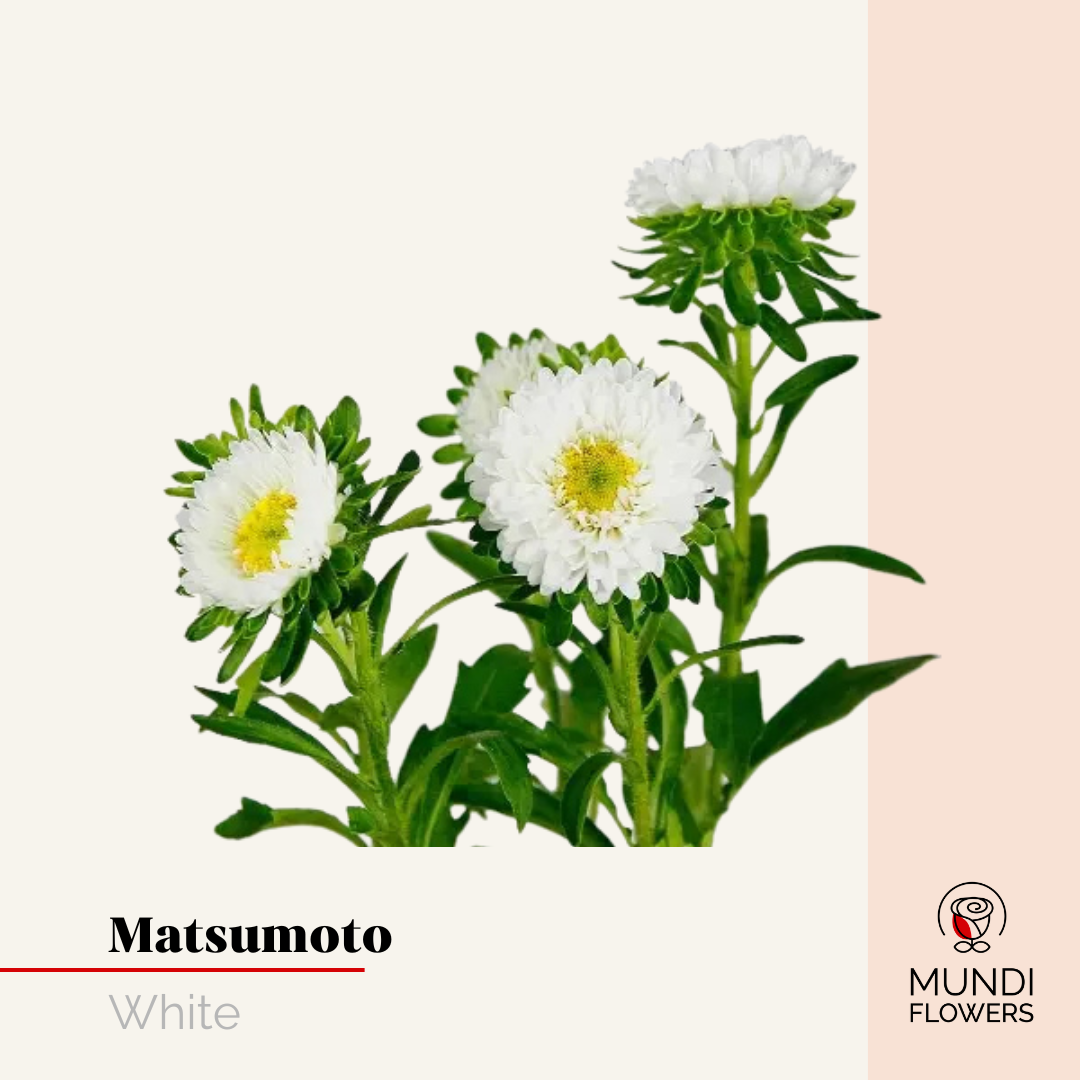 Matsumoto