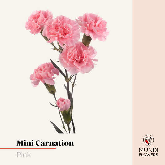Minicarnations