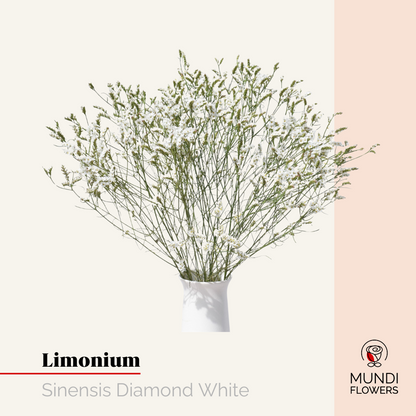 Limonium