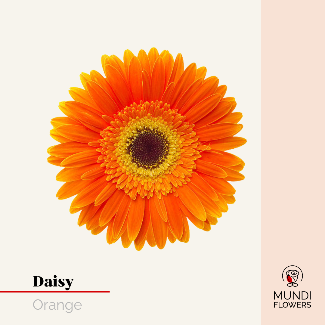 Daisy
