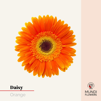 Daisy