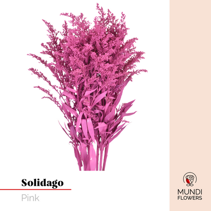 Solidago