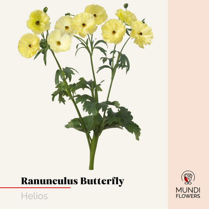 Ranunculus  Butterfly
