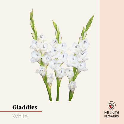 Gladiola