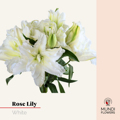 Oriental Lilie