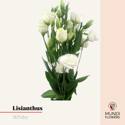 Lisianthus