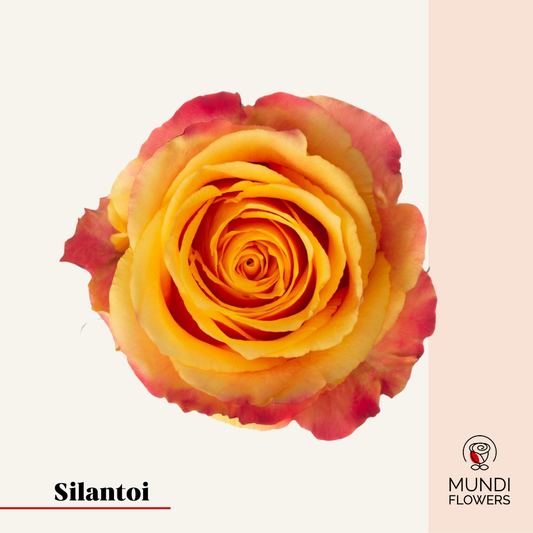 Silantoi