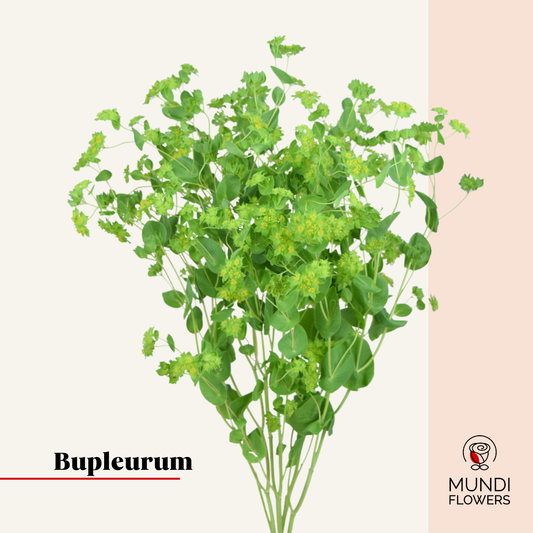 Blupeurum