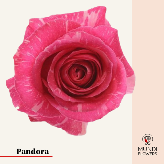 Pandora