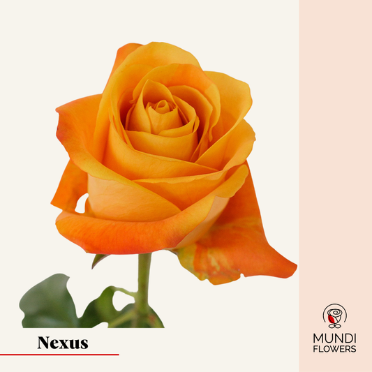 Nexus